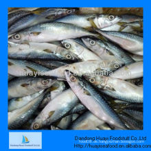 Gefrorene Makrele Fisch beste Makrele